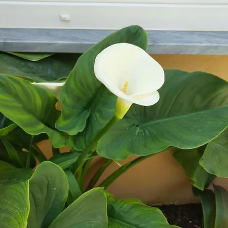 O Cantinho Do Sol Σπίτι διακοπών